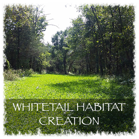 WhitetailHabitatCreation